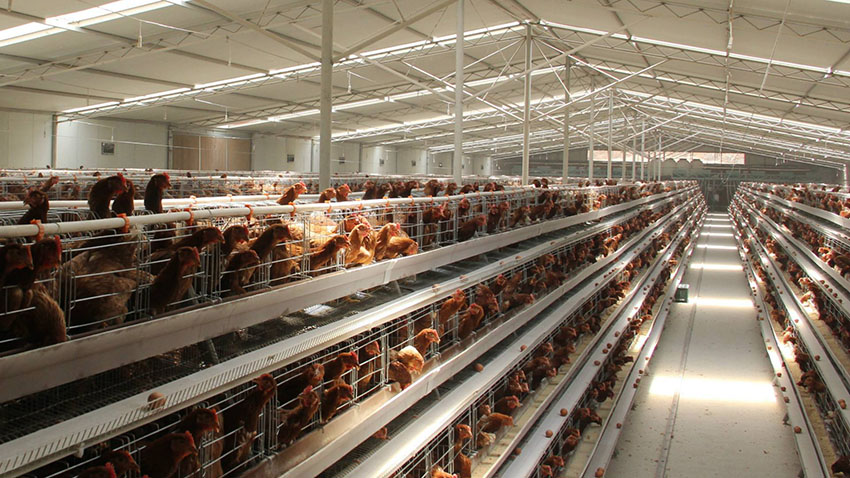 Raising-Chickens-in-Cages