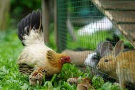 chicken and rabbit coop