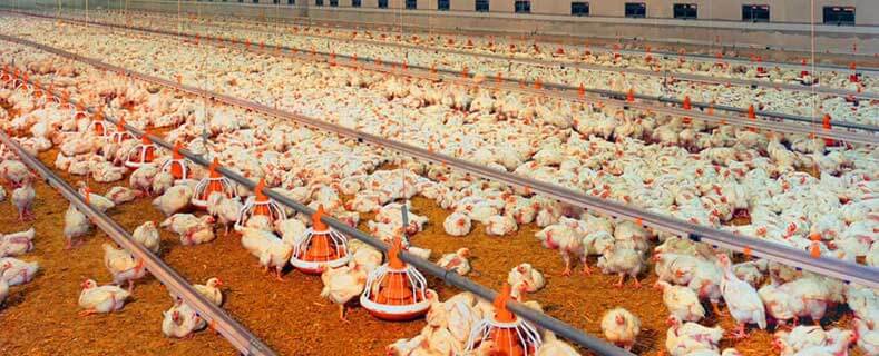 poultry-flooring-systems
