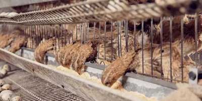 quail-cage-plans