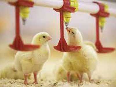 facilities and equipment in poultry and livestock production