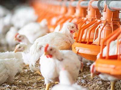 tool equipment and facilities in poultry production