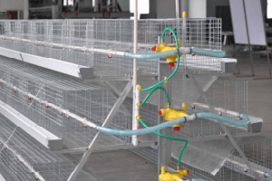 china poultry cage