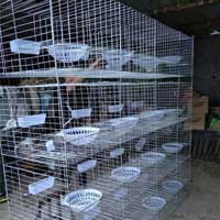 metal-mesh-pigeon-cage