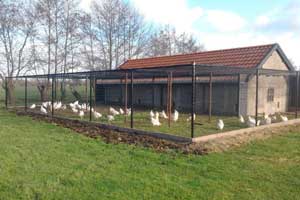low-cost-chicken-coop-ideas