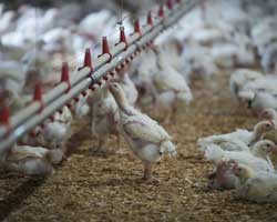 sustainable-farming