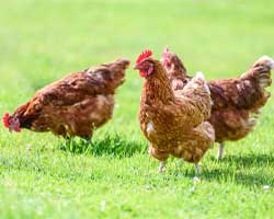 sustainable-poultry-farming