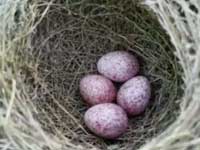 bird-egg-incubator