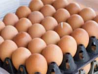 chicken-egg-incubator