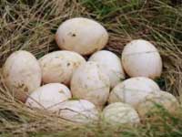 duck-egg-incubator