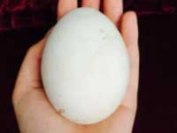 goose-egg-incubator