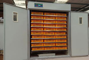 large-incubator-for-sale