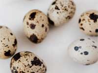quail-egg-incubator
