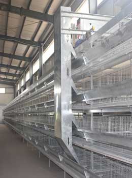 H-type-battery-cages