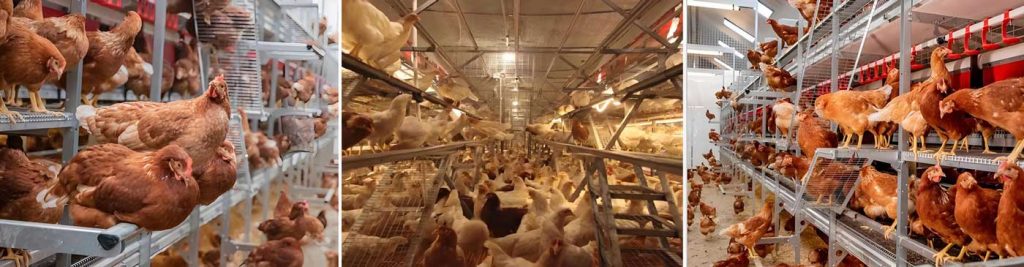 aviary systems