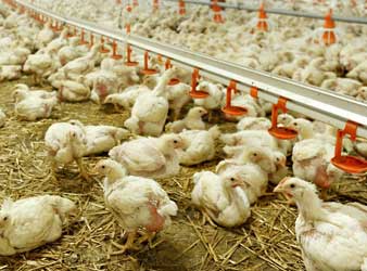 cage-free-chicken-house