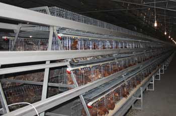 chicken-breeding-cage