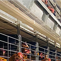 chicken cage for sale