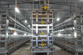 chicken-farming-cage