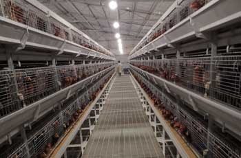 commerical-breeding-cage