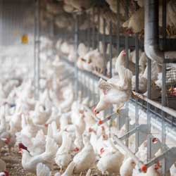 low-cost-poultry-house-plans-for-1000-chickens