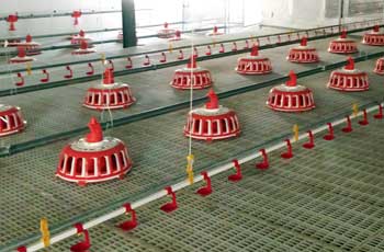 poultry-feeders