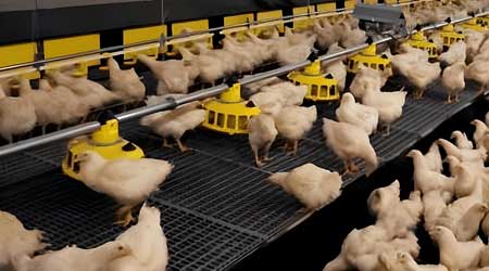 poultry-flooring