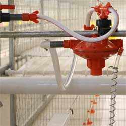 poultry-house-design-for-1000-layers