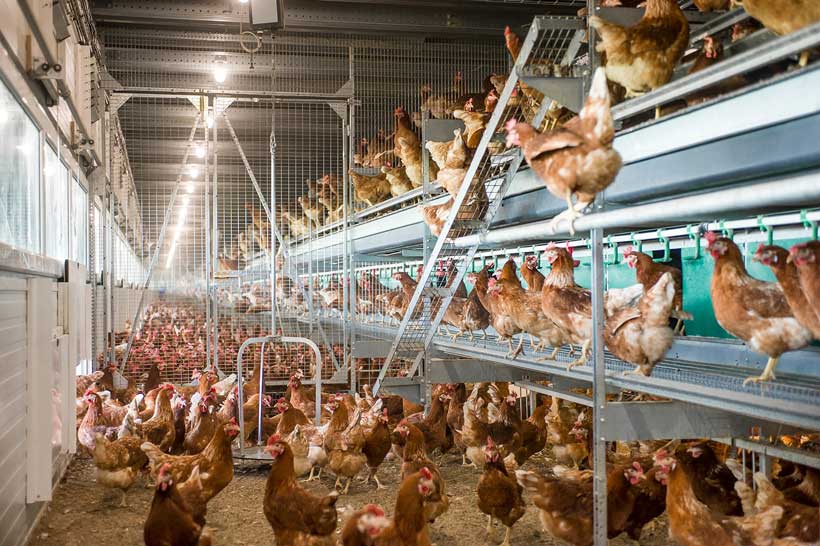 automatic-aviary-watering-system