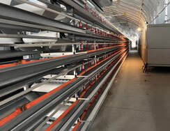 quail farming equipment